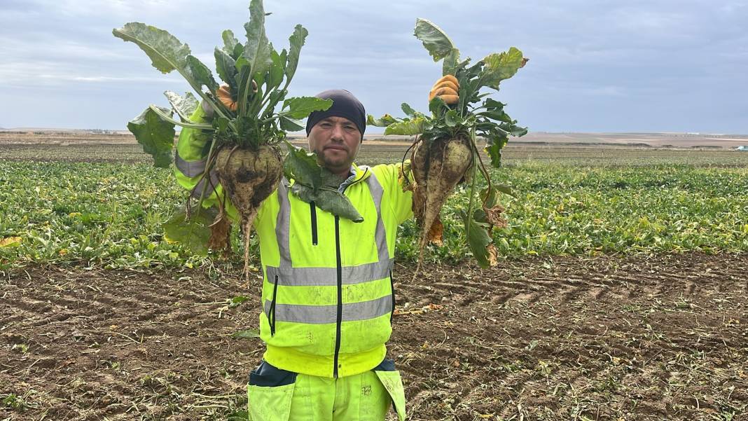 Kulu'da kollar pancar hasadı için sıvandı! İşte alınması beklenen ürün miktarı 3